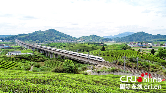 武夷山：万顷茶海 碧波滚滚