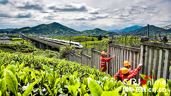 武夷山：万顷茶海 碧波滚滚
