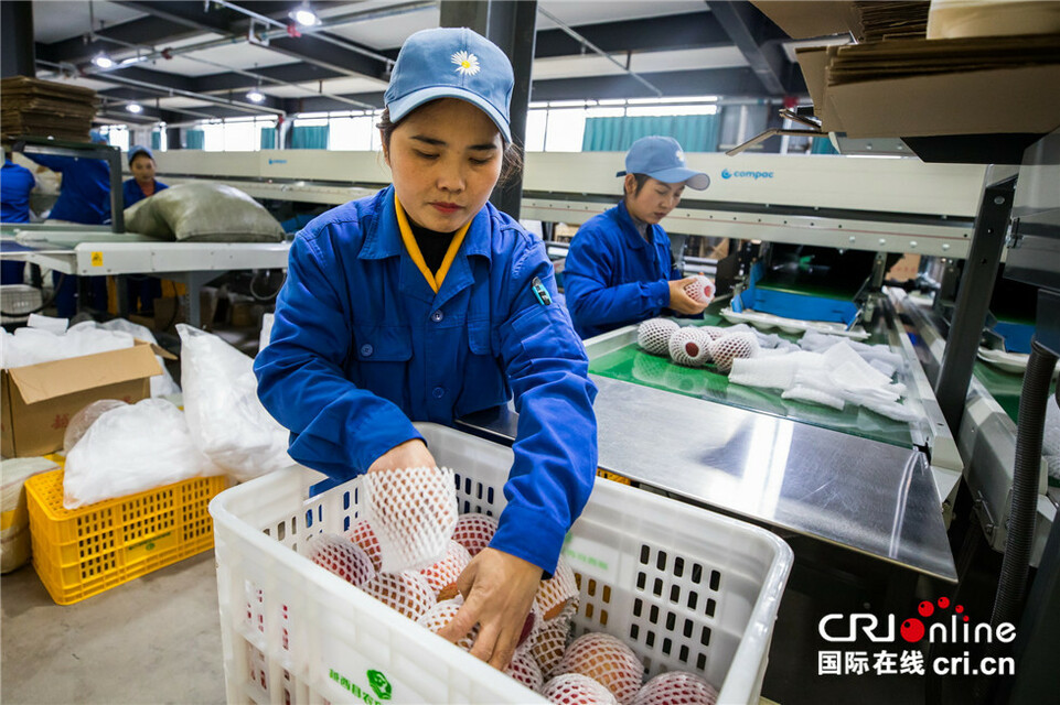 【脱贫攻坚•小康路】“幸福果”熟了，脱贫致富“脆又甜”_fororder_微信图片_20201223131759_副本