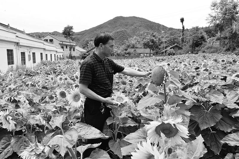 【三秦大地  商洛】特色产业铺就群众致富路 洛南县移民办帮扶桑坪村摆脱贫困