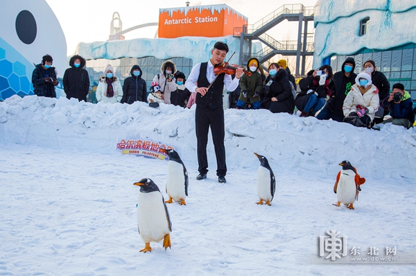 “淘學企鵝”冰雪巡遊 哈爾濱極地公園將於1月22日盛大啟幕
