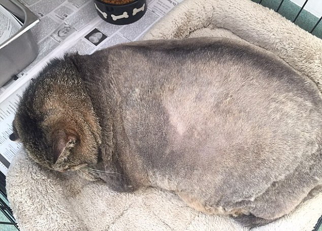 美国12公斤肥猫惨遭抛弃 动物保护机构助其节食减肥