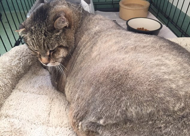 美国12公斤肥猫惨遭抛弃 动物保护机构助其节食减肥