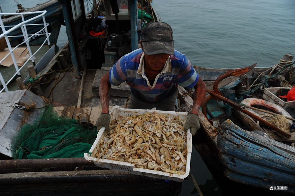 【焦点图-大图】【走遍山东-青岛】快尝鲜！青岛仰口码头虾虎大丰收 每斤10元