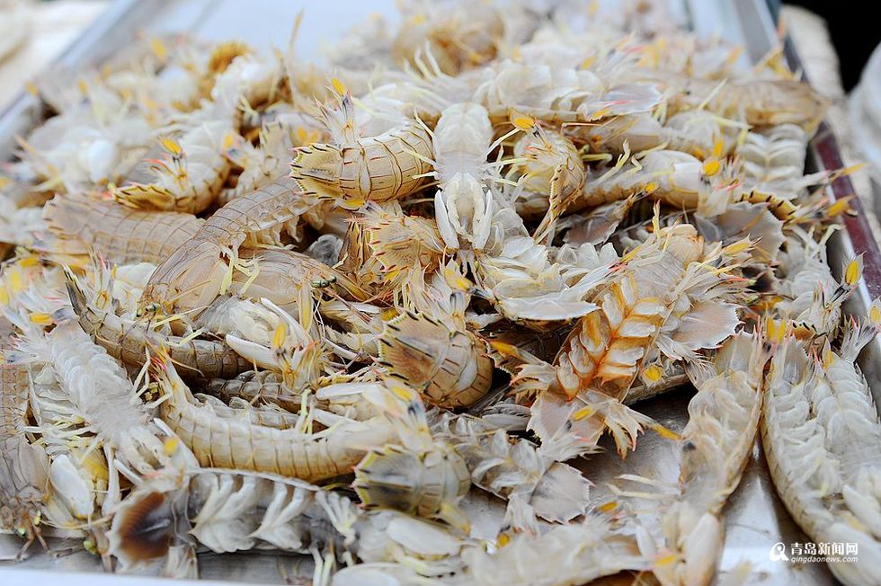 快尝鲜青岛仰口码头虾虎大丰收每斤10元