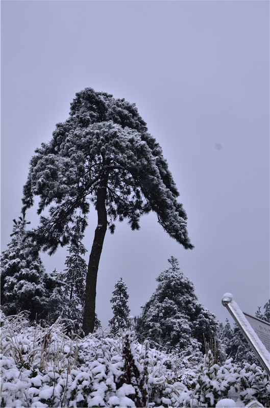 大雪压青松树图片图片