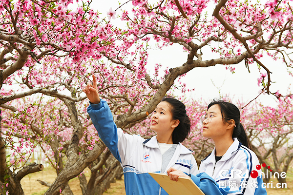 【供稿待审】深州市15万亩桃林桃花盛开成为市职业学校学生户外写生的好去处（江山专题 实时报道）