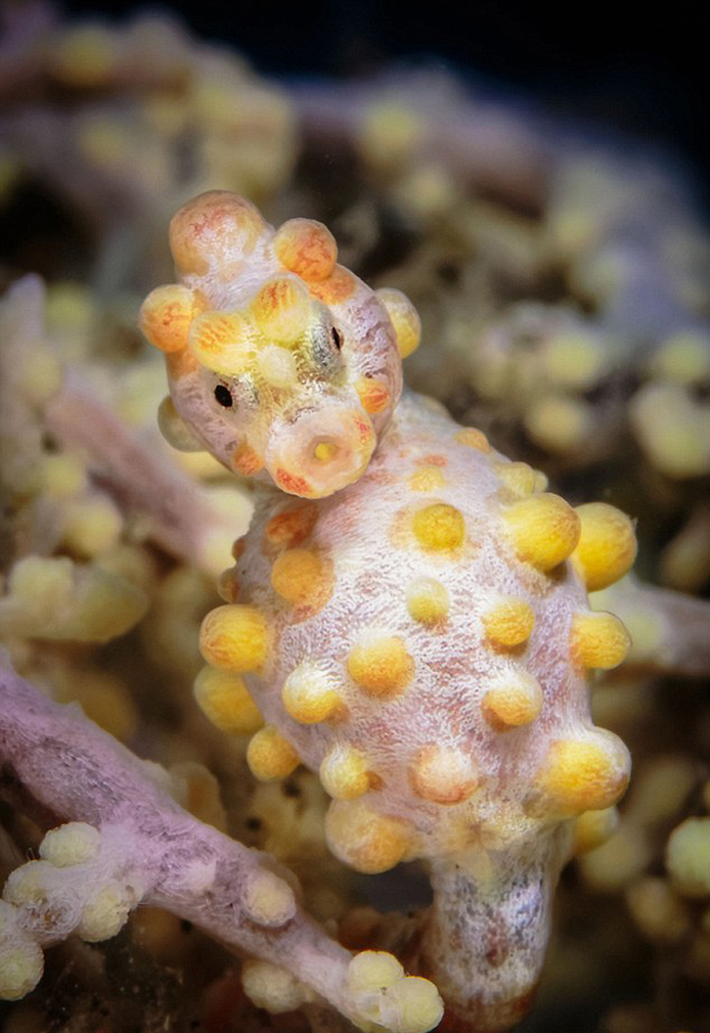海底万花筒：探秘色彩斑斓的深海生物