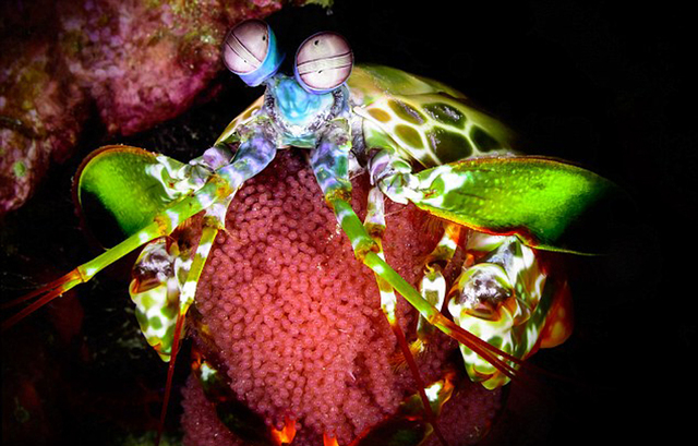 海底万花筒：探秘色彩斑斓的深海生物