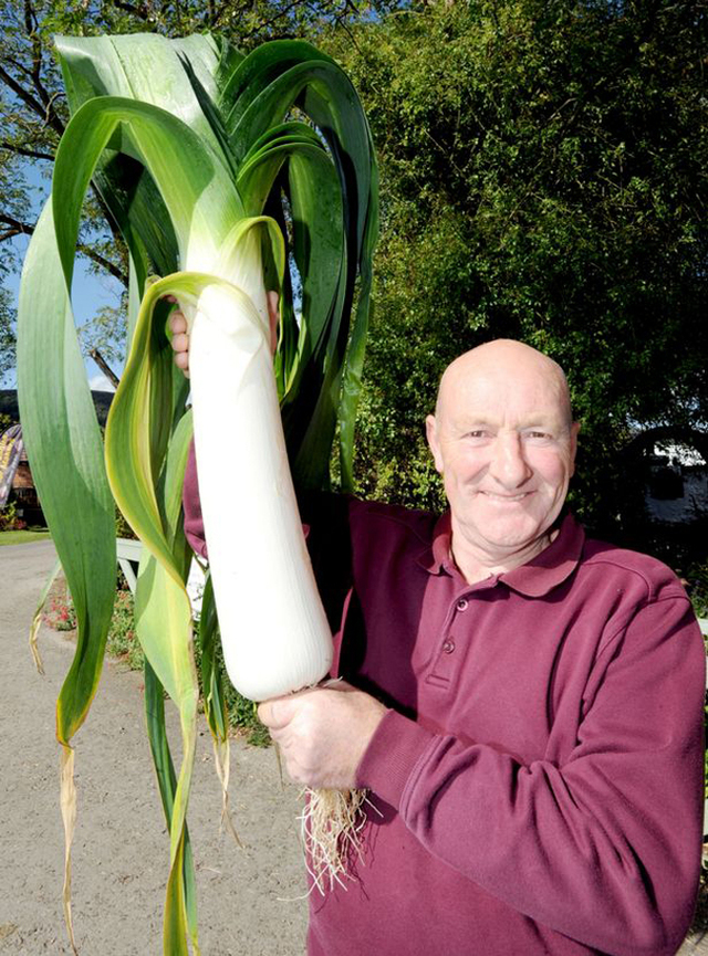 英国老爷爷种出近8米长巨型蔬菜 打破世界纪录
