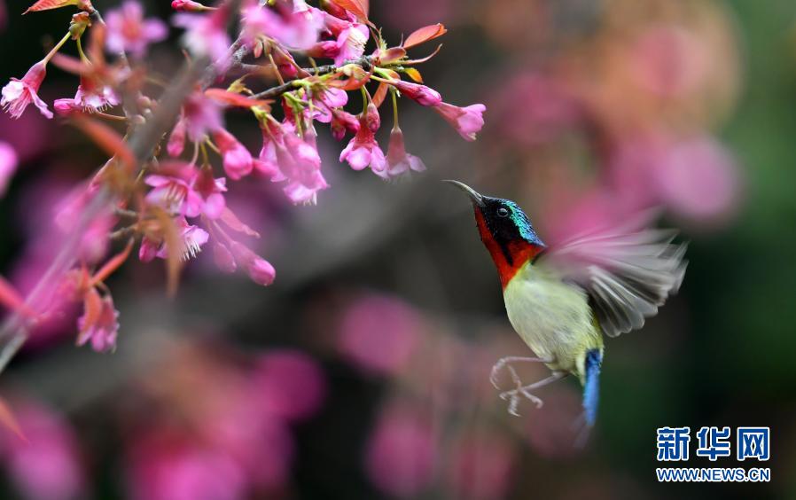 हिउँद ऋतुमा फूल र चरा