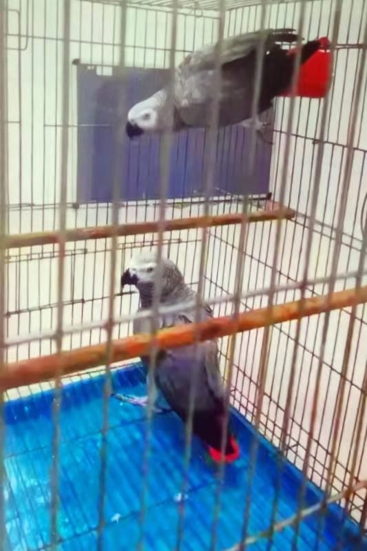 重慶大渡口區警方破獲一起非法飼養國家一級保護動物灰鸚鵡案