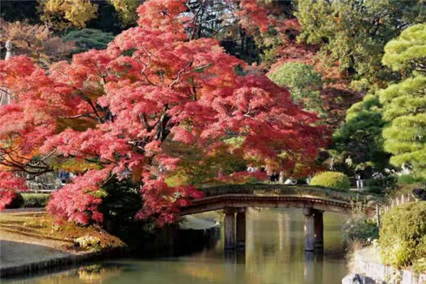 东京六义园：一所历史悠久的日本庭园