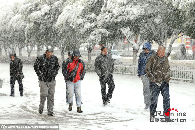 新疆哈密金秋降大雪 树木被大雪压断