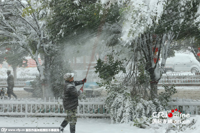 新疆哈密金秋降大雪 树木被大雪压断