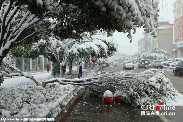 新疆哈密金秋降大雪 树木被大雪压断