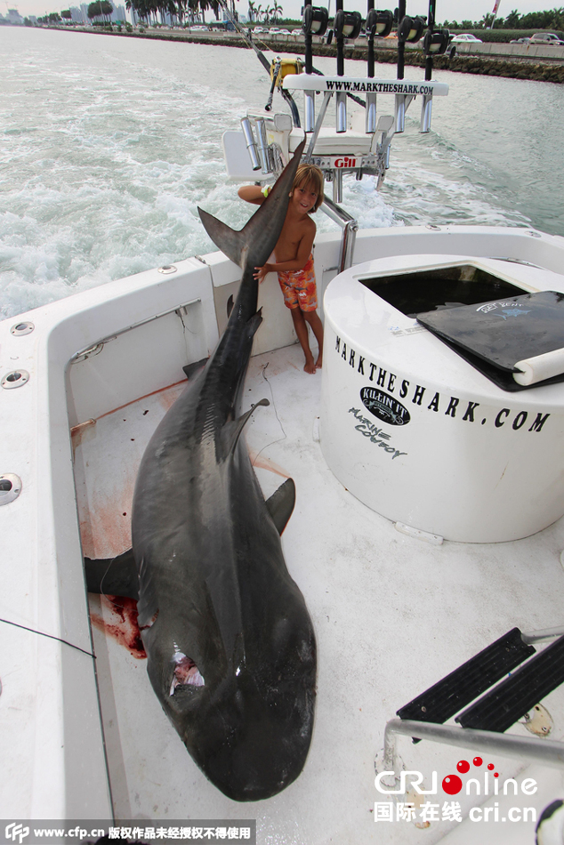 美国捕鲨人抓获一条九百斤重虎鲨