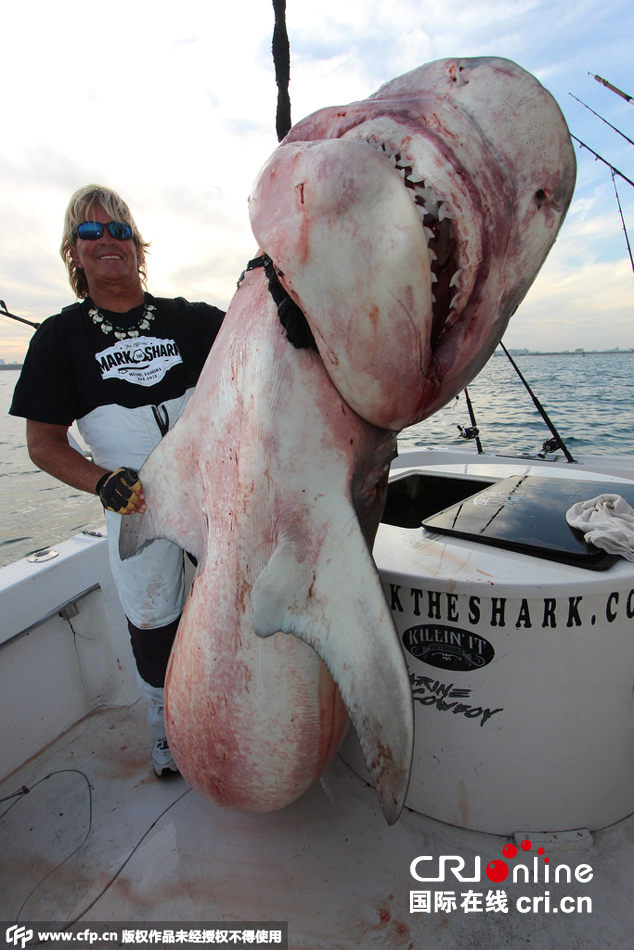 美国捕鲨人抓获一条九百斤重虎鲨
