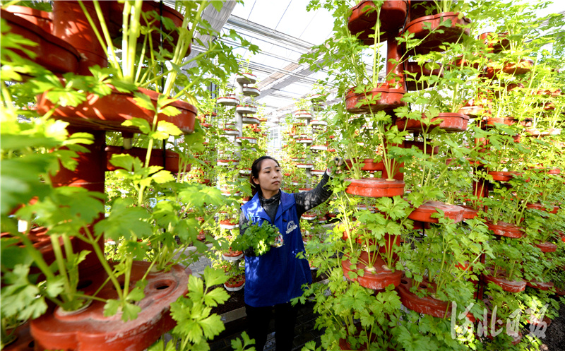 河北邢台：农旅融合促农村“美丽经济”