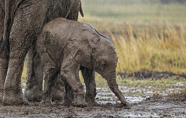 暴雨中溫馨一幕：非洲小象泥水中摔倒向母親求助