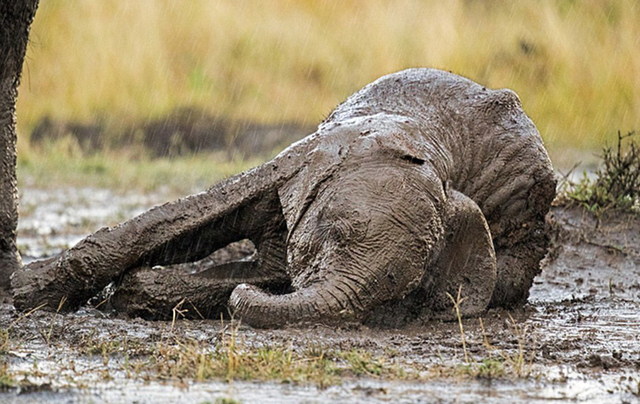 暴雨中溫馨一幕：非洲小象泥水中摔倒向母親求助