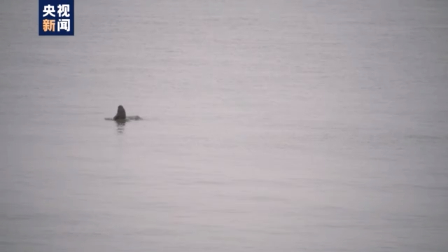 渔民上岸 江豚“回家” 从“微笑精灵”看长江生态兴衰