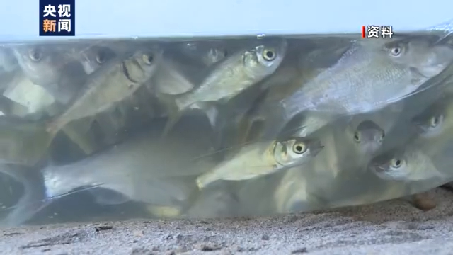 渔民上岸 江豚“回家” 从“微笑精灵”看长江生态兴衰