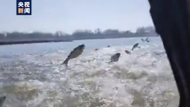 渔民上岸 江豚“回家” 从“微笑精灵”看长江生态兴衰