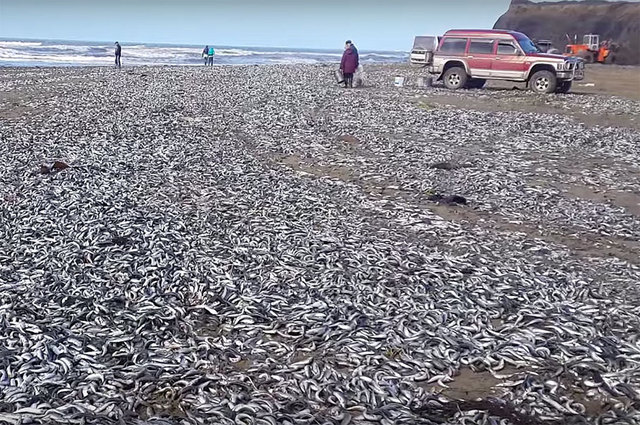 俄远东数万沙丁鱼被冲上岸 民众开车捡鱼