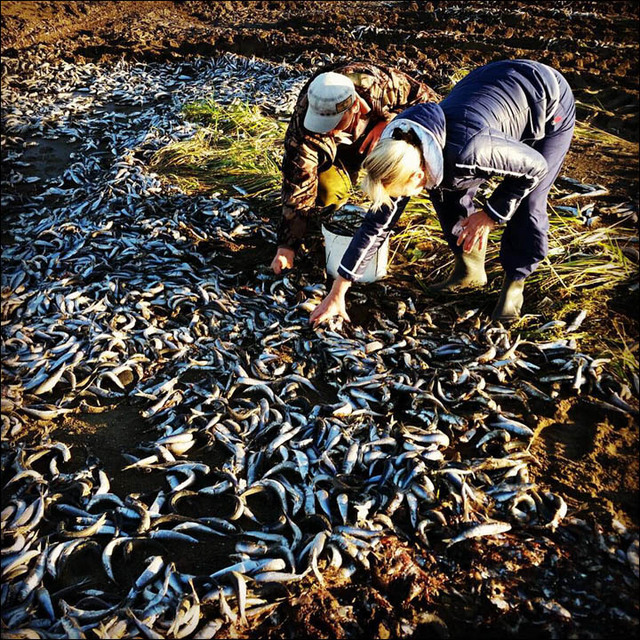 俄遠東數萬沙丁魚被衝上岸 民眾開車撿魚