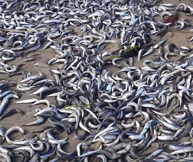 俄远东数万沙丁鱼被冲上岸 民众开车捡鱼