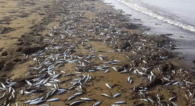俄遠東數萬沙丁魚被衝上岸 民眾開車撿魚
