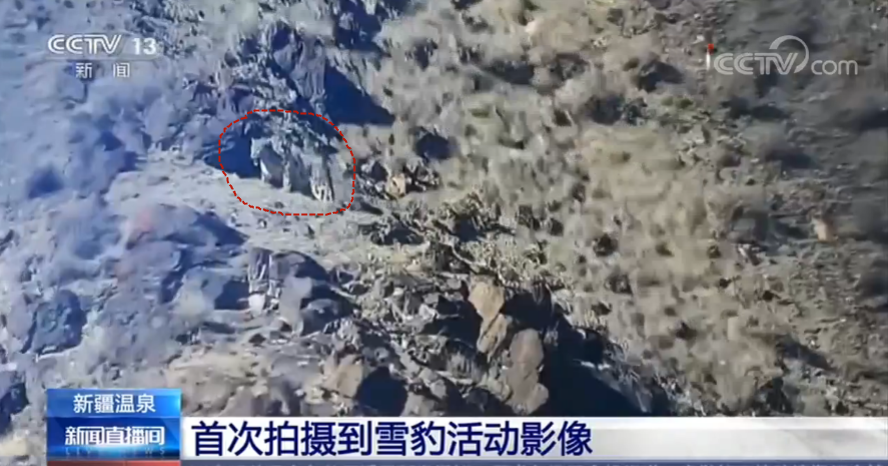 "雪山之王"出没 新疆温泉首次拍摄到雪豹活动影像