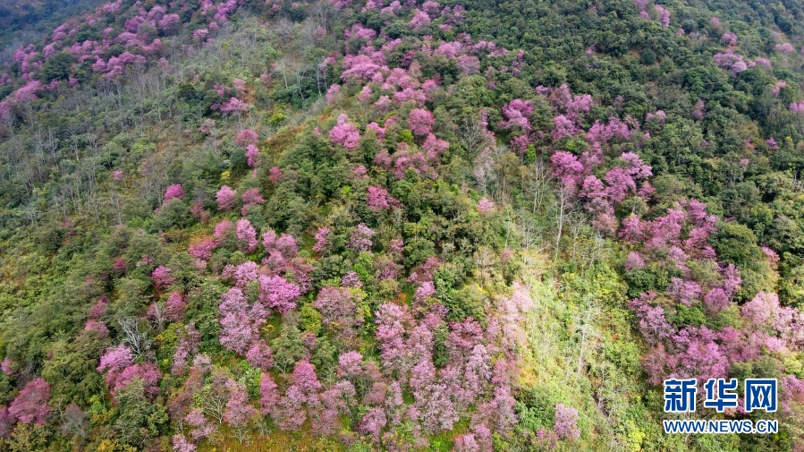 云南樱花种植技术