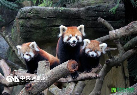 臺灣小熊貓寶寶亮相賣萌 動物園邀粉絲命名