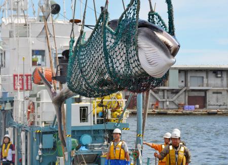 東京推廣吃鯨魚肉：只要不是瀕臨絕種 就沒問題