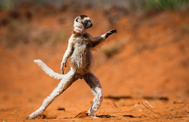 奇趣野生动物摄影奖入围作品曝光 狐猴跳舞松鼠练功夫