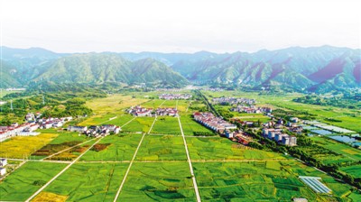 日前,浙江省台州市仙居縣橫溪鎮萬餘畝水稻生機盎然.