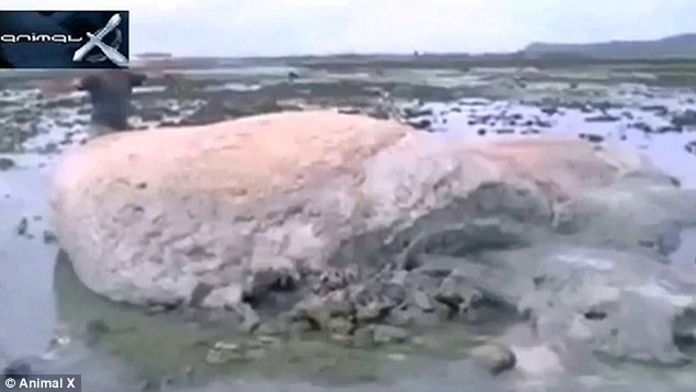日本海嘯後神秘生物現身海灘 身似鯨魚皮似岩石