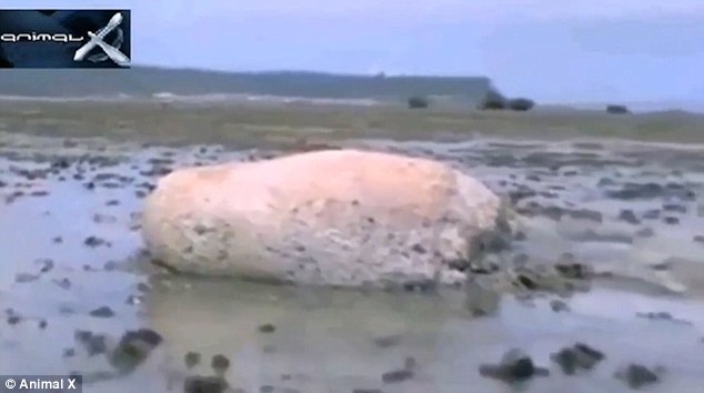 日本海嘯後神秘生物現身海灘 身似鯨魚皮似岩石