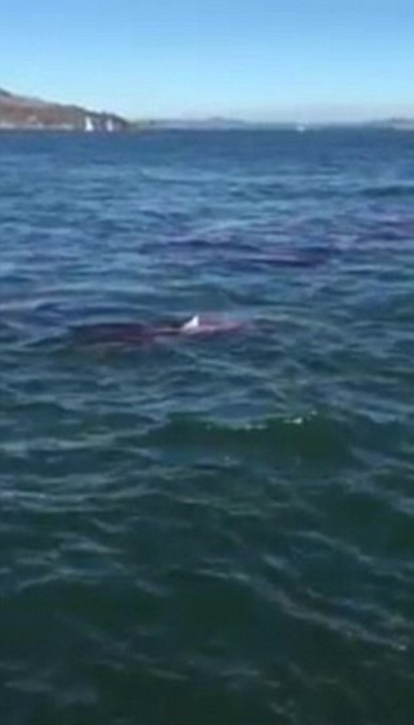 美国海岸游客实拍大白鲨数米外吞食海豹 血海翻腾