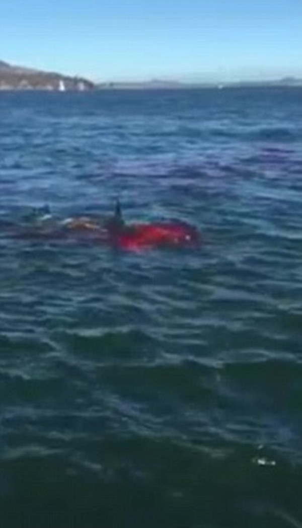 美国海岸游客实拍大白鲨数米外吞食海豹 血海翻腾