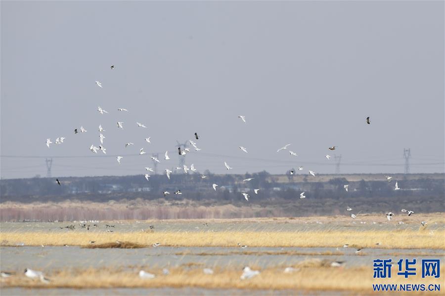 内蒙古：大批遗鸥重返鄂尔多斯湿地