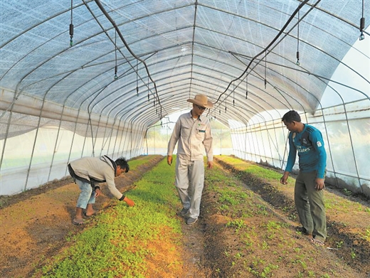 承接国际农业援助项目 他们在柬埔寨种植梦想
