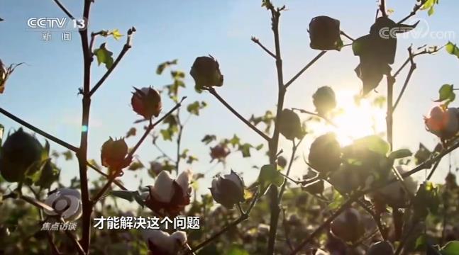 焦點訪談丨如何解決這道耕地難題?看看他們的做法