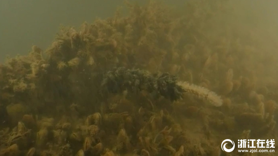 魚蝦貝藻的“安樂窩” 探訪南麂列島海洋牧場
