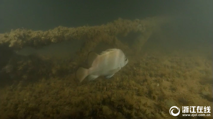 魚蝦貝藻的“安樂窩” 探訪南麂列島海洋牧場