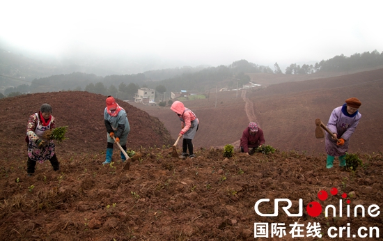 贵州黔西农民早春种茶忙