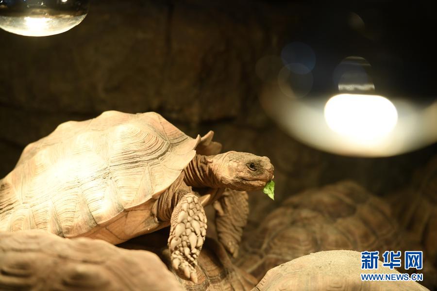 【城市远洋带图】重庆动物园为动物取暖过冬