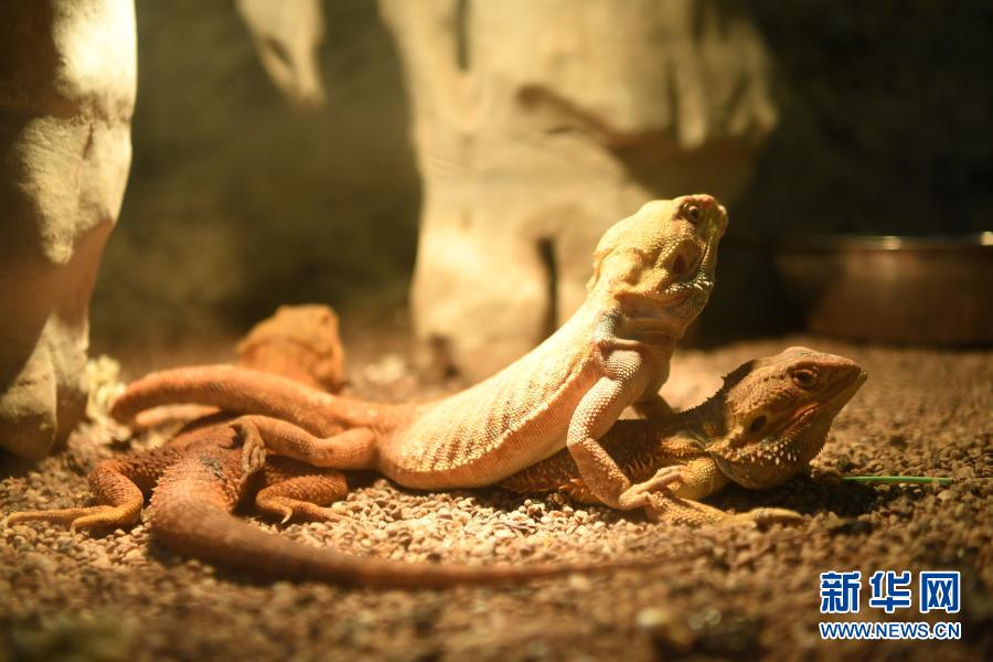 【城市远洋带图】重庆动物园为动物取暖过冬